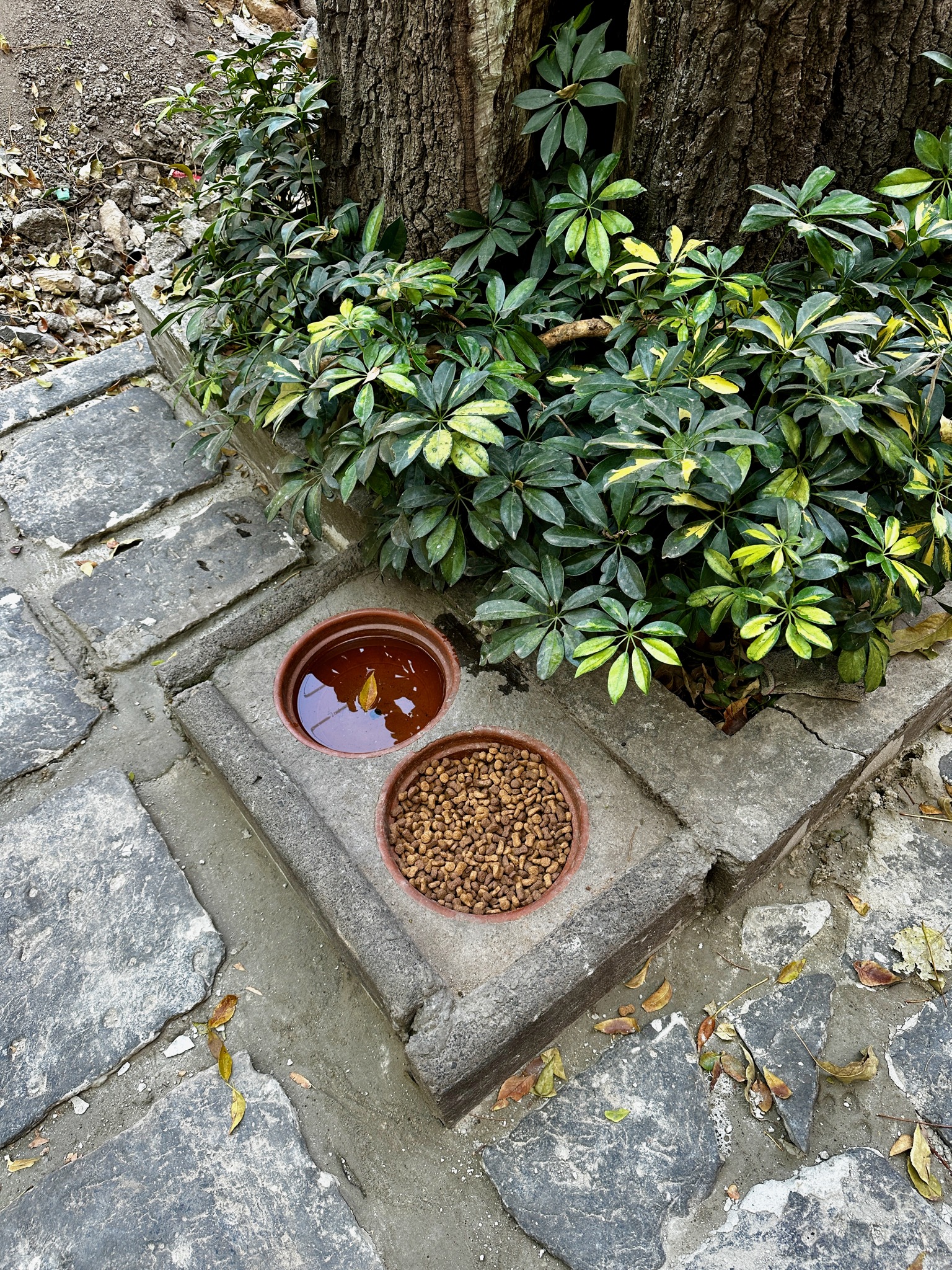 Awwwh... pretty, and doggo friendly!/