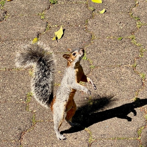 Ever present begging squirrels/
		    