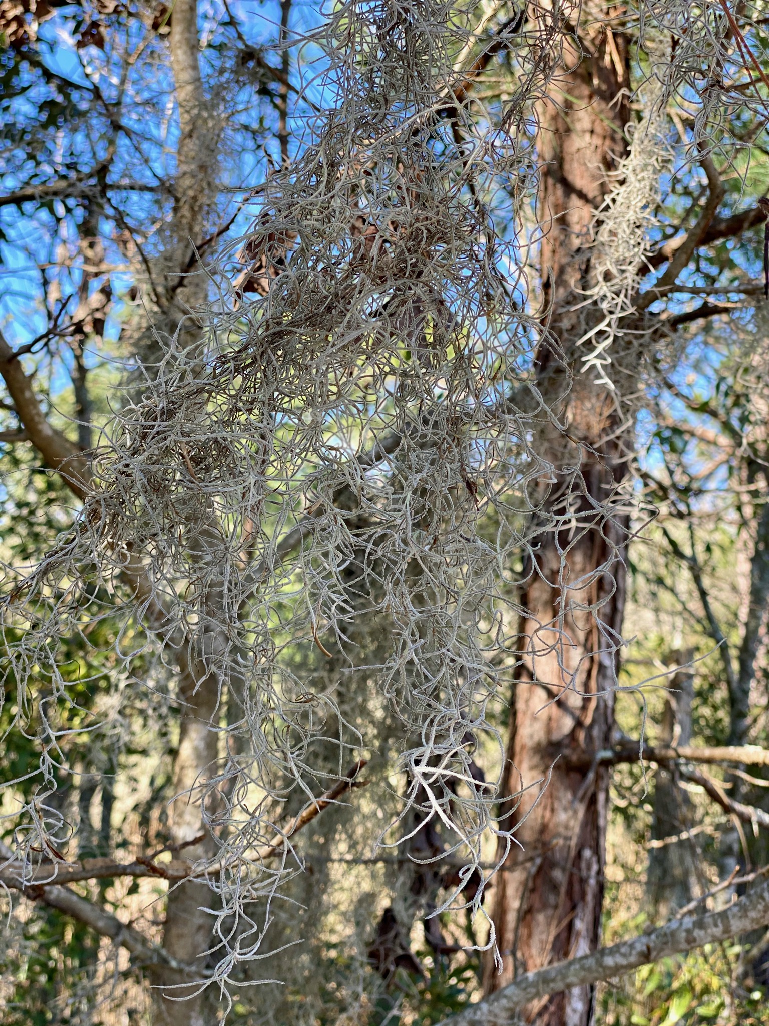 Spanish moss/