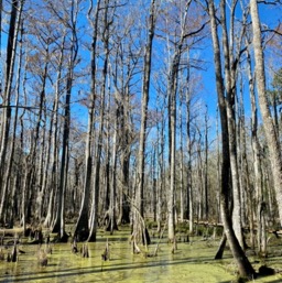 The Swamp/
		    