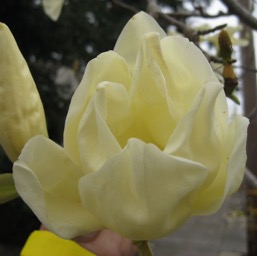 Very unusual magnolia in Petaluma/
		    