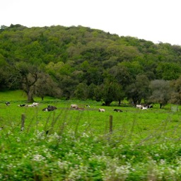 Happy California cows doing their thing on the way up to Petaluma/
		    