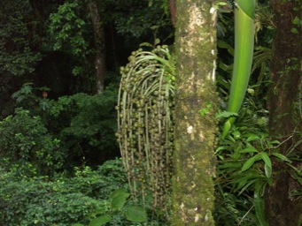 Funky plant in the forest's canopy/
		    