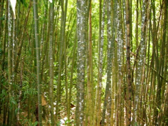 Giant Bamboo forest/
		    