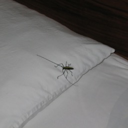 The visitor on Assana's pillow... we gave him to the ants/
		    