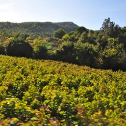 Dry-farmed un-trellised vineyards
