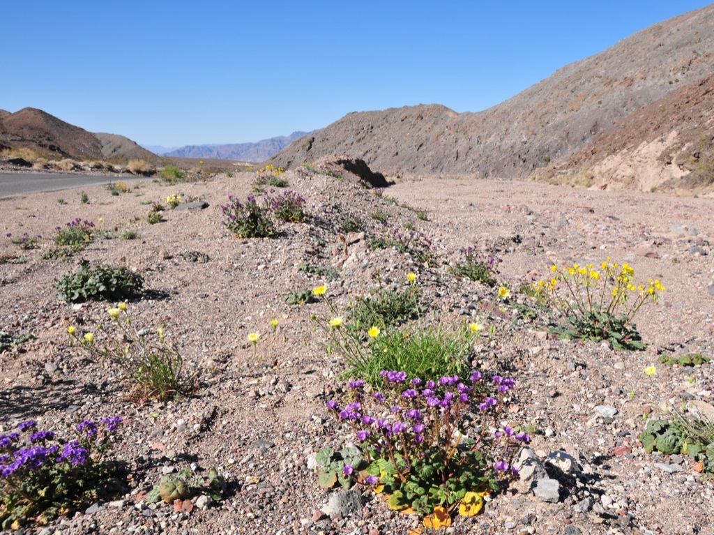 The little flowers who could/