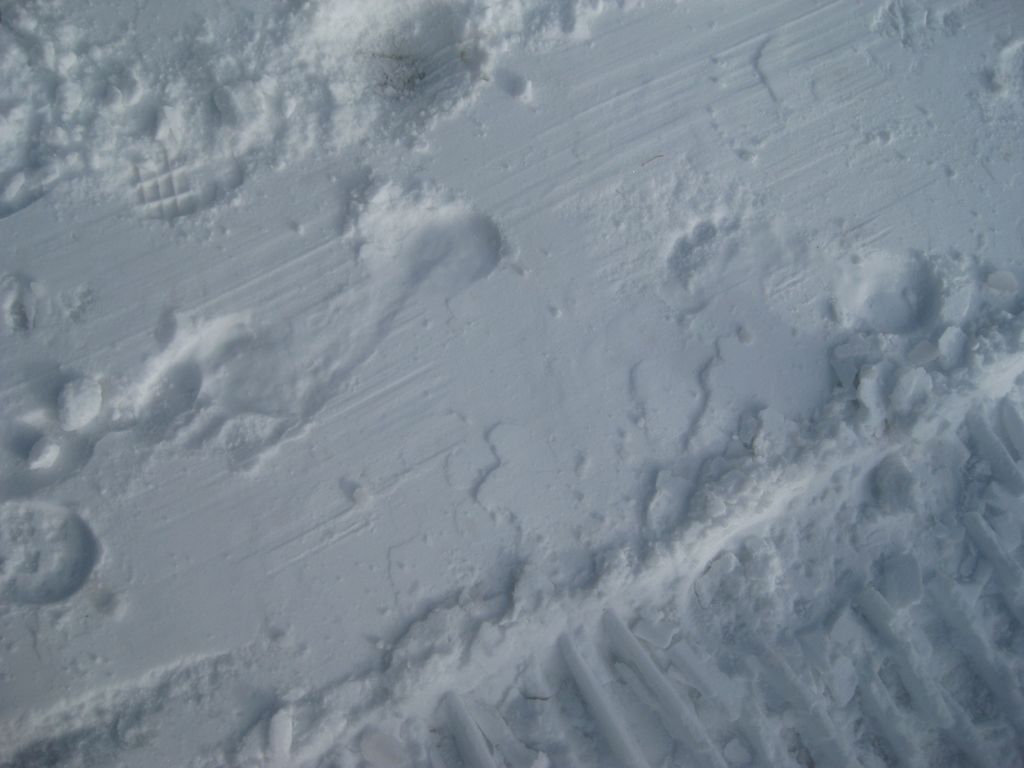 Can you see our foot prints on the snow? We ran about 100' from the source to the pool house!/