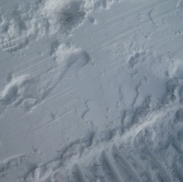 Can you see our foot prints on the snow? We ran about 100' from the source to the pool house!/
		    