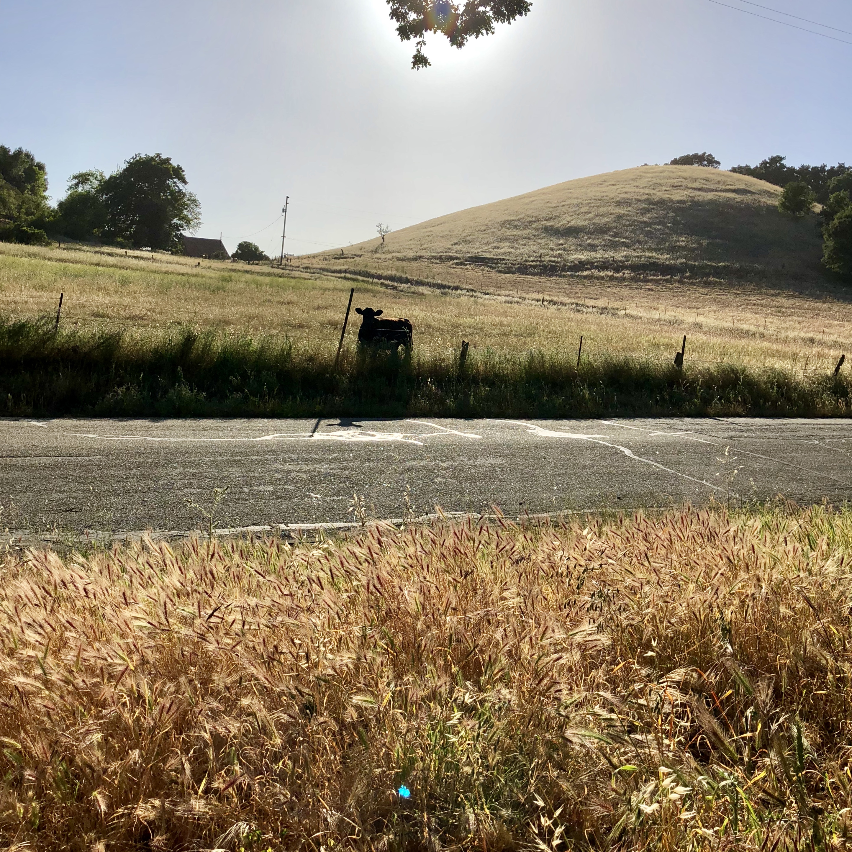 Missy Moo calling to us/