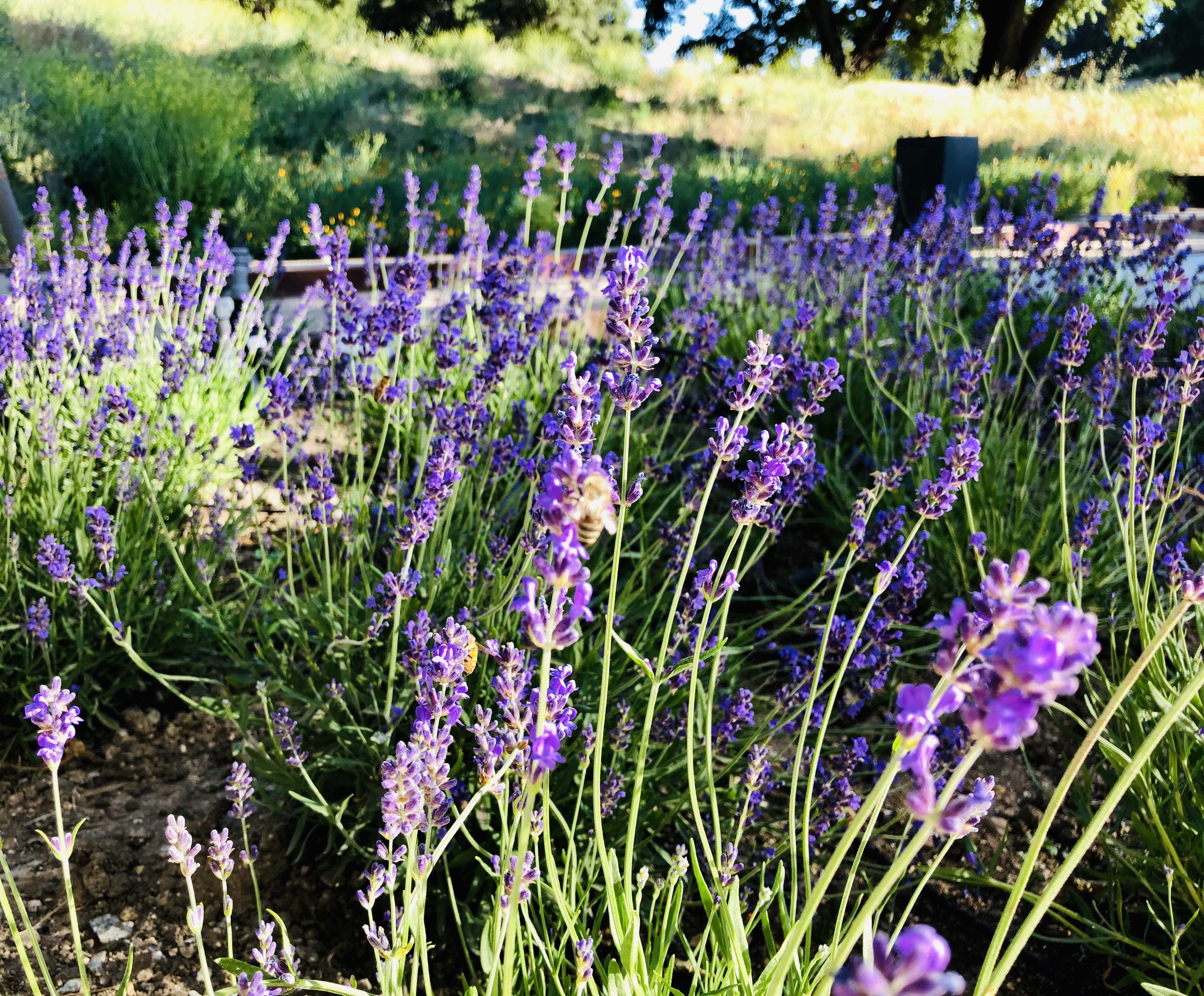 Lavenders/