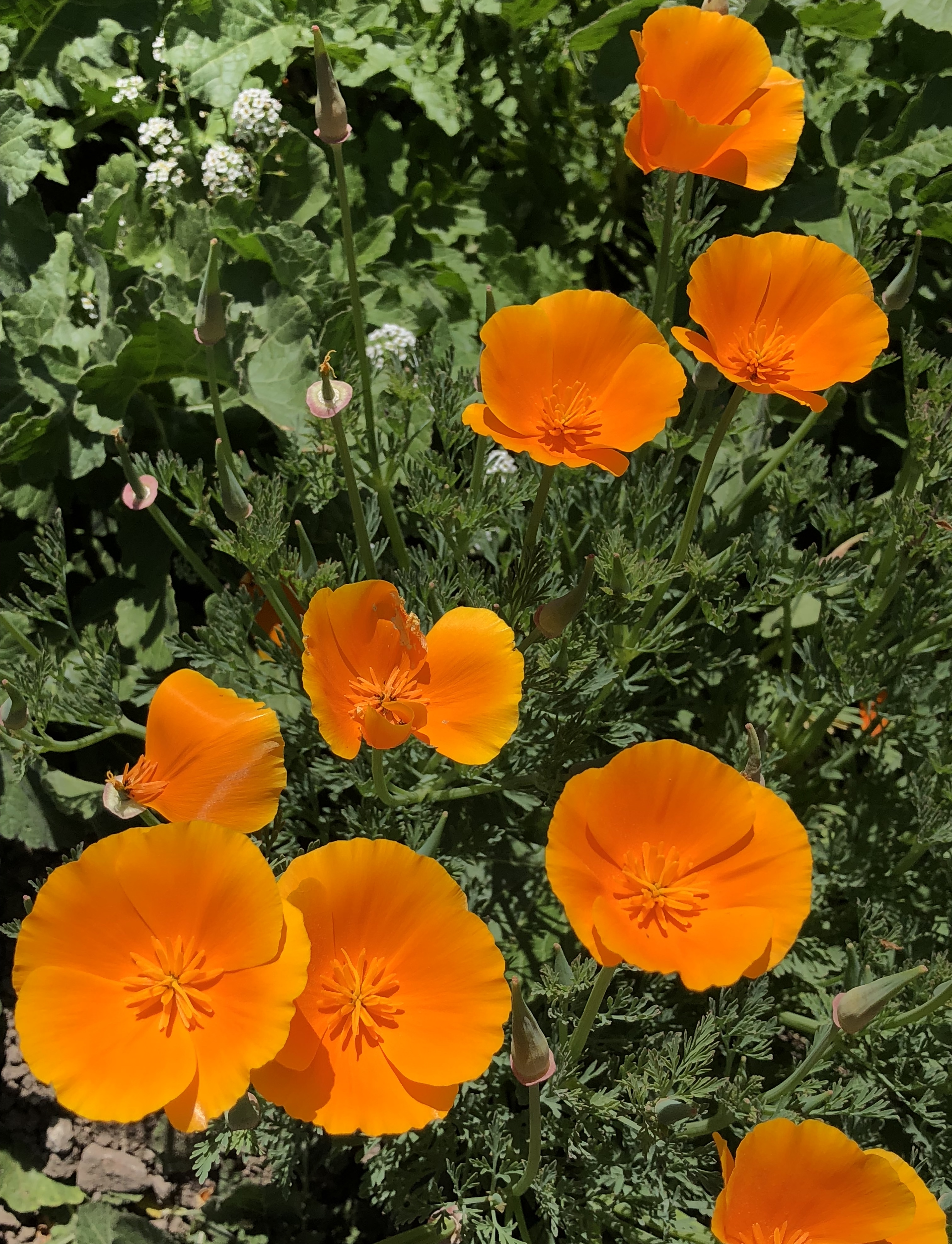 Beautiful California Poppies/