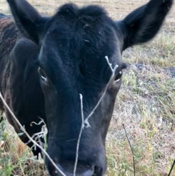 Missy Moo, our pet cow