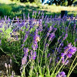 Lavenders/
		    