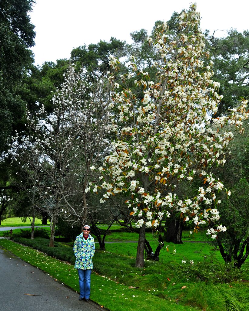Gigantic magnolia /