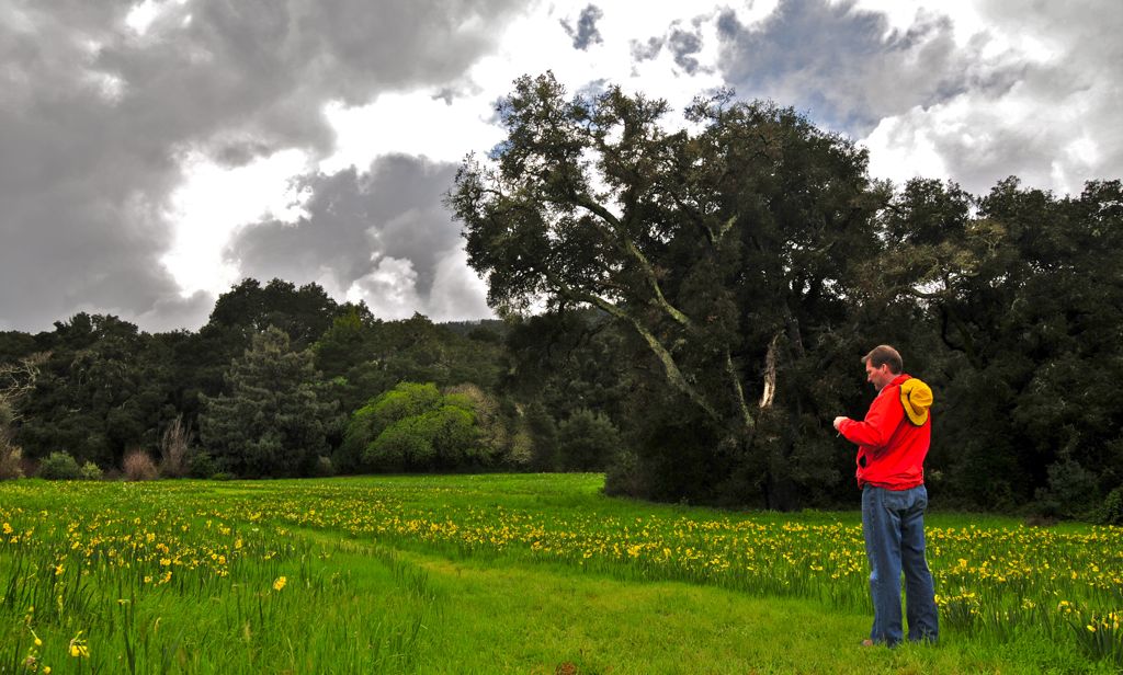 Field of Daffodils /