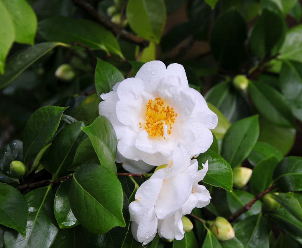 Camelia/