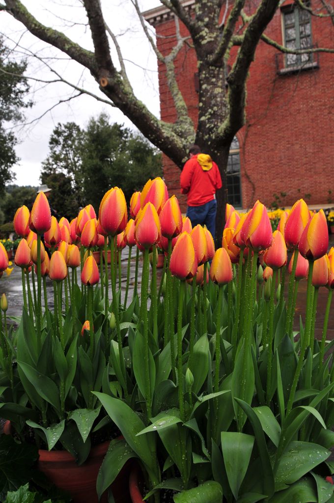 Dan merging with the tulips/