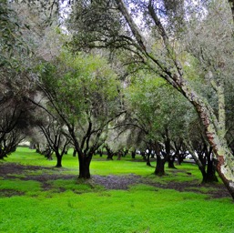 Olive grove/
		    