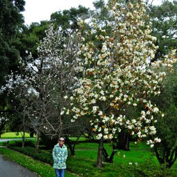 Gigantic magnolia 