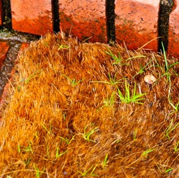 Grass growing thru the doormat /
		    