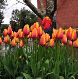 Dan merging with the tulips/
		    