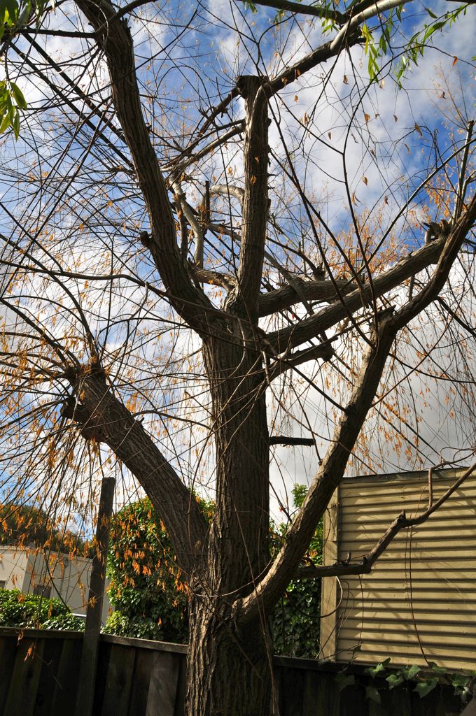 ... with dead weeping willow. Thanx PG&E!/