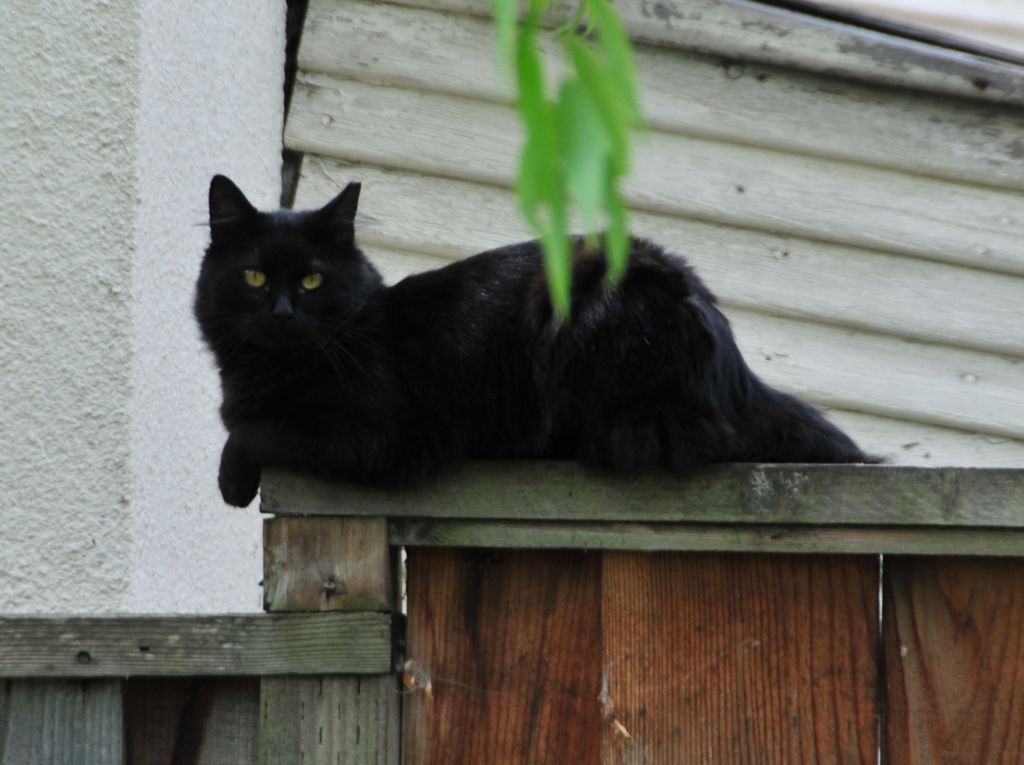 Zorro supervising the crew/