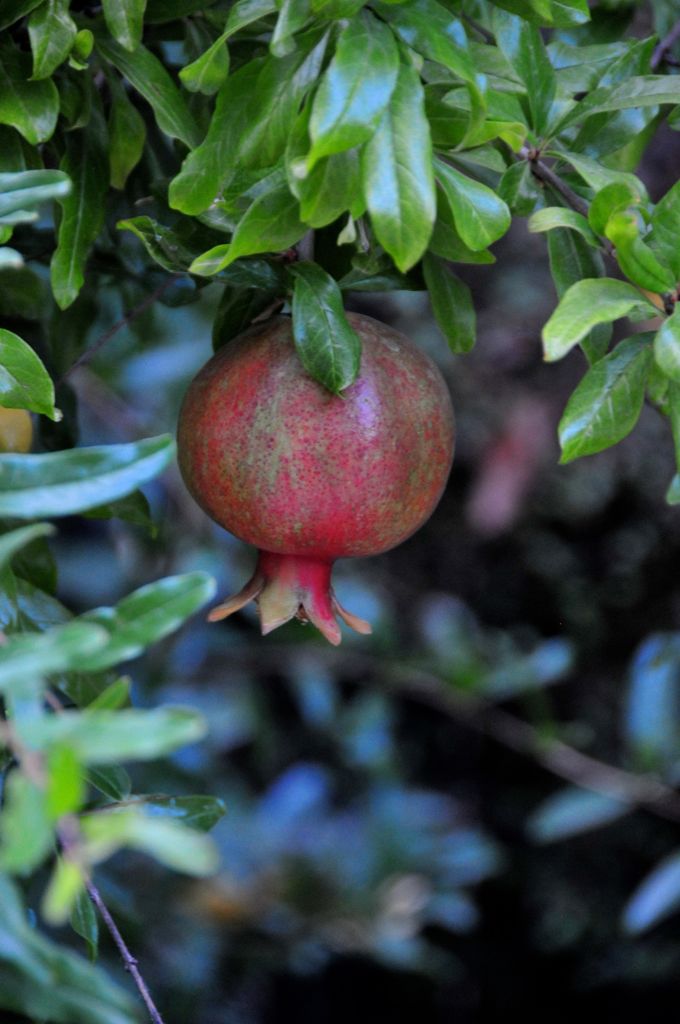 And this is how the pomegranates look like by the time we are done!/