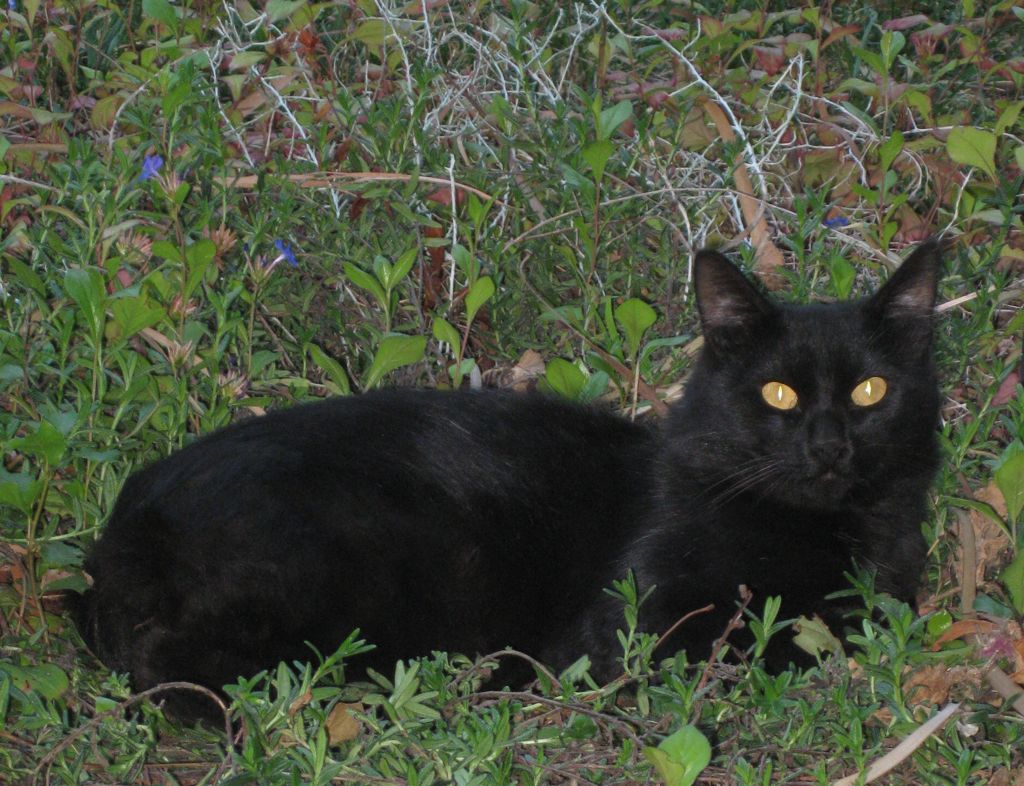 And Zorro is happy! Thanx Pedro!/