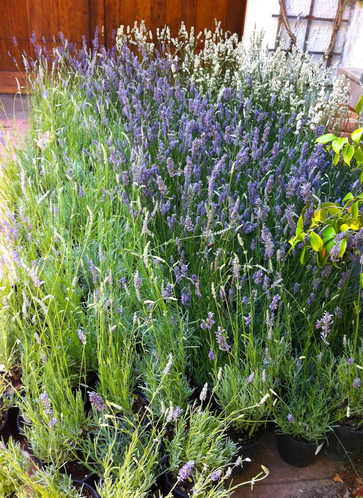 Lavenders arrive!/