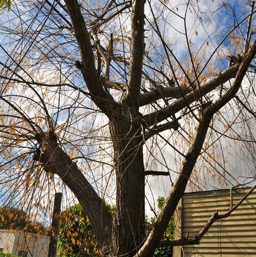 ... with dead weeping willow. Thanx PG&E!/
		    