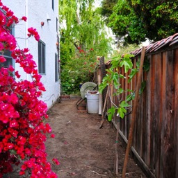 Side yard all cleared up/
		    