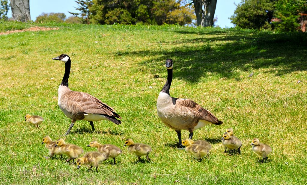 Mom and dad preparing to cross the road/