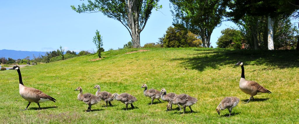 Another couple with a slightly older brood./