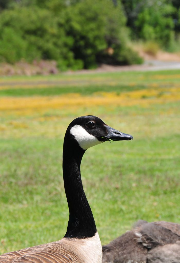 Canada Goose at Shoreline Park/
