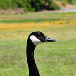 Canada Goose at Shoreline Park/
		    