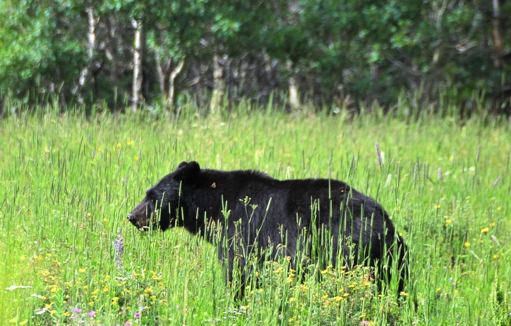 Adorable black bear on the way to Many Glacier Lake/
