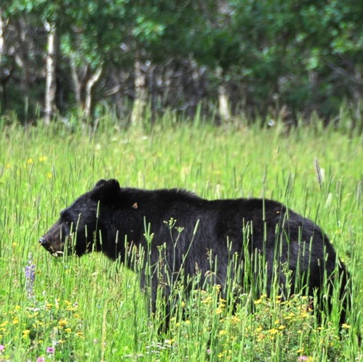 Adorable black bear on the way to Many Glacier Lake/
		    
