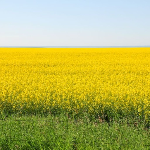 Beautiful mustard fields of Southern Alberta/
		    