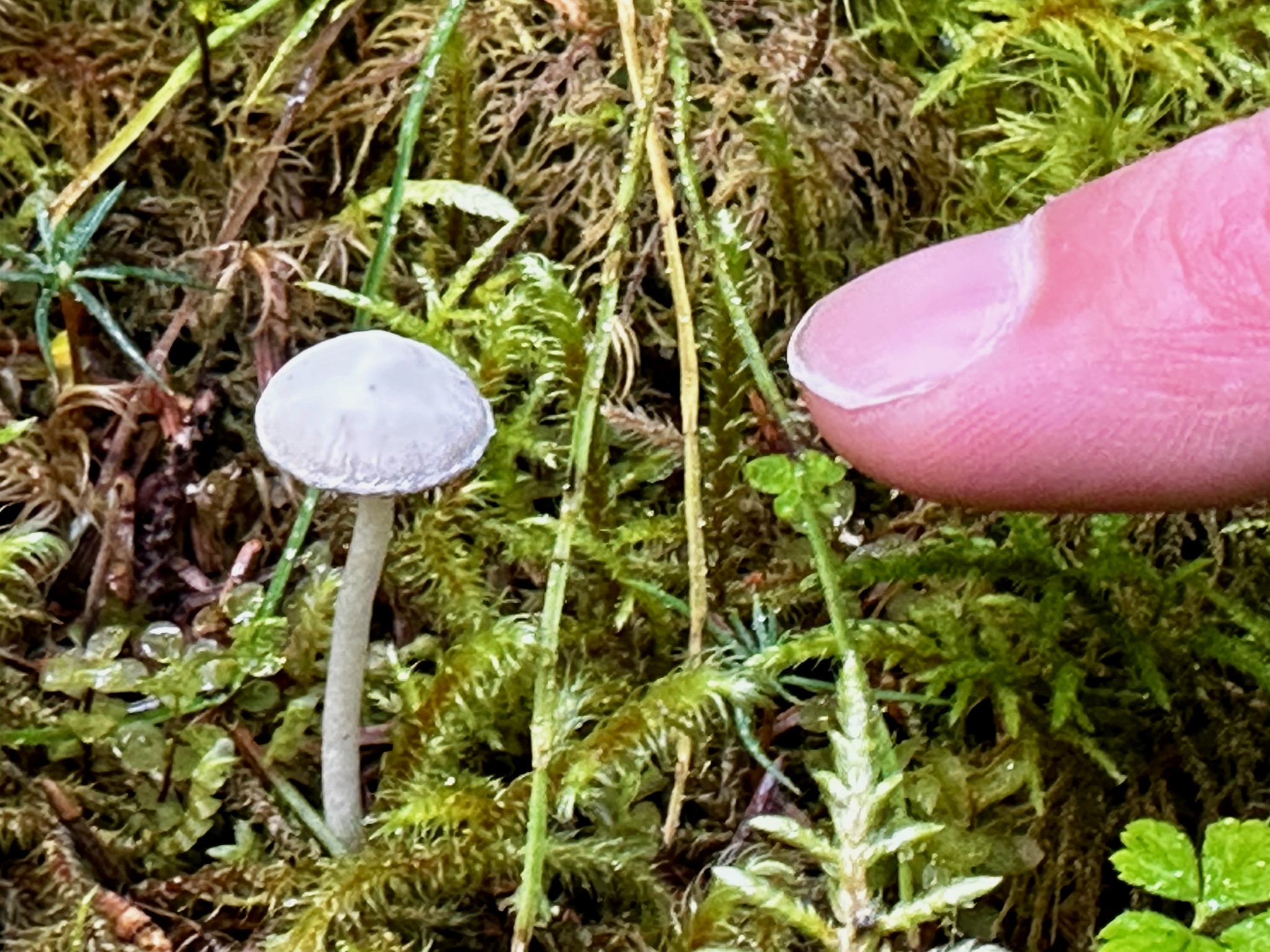 Teeniest mushroom... Dan's finger for scale/Glacier Bay National Park and Preserve Headquarters, 1 Park Rd, Gustavus, AK 99826, USA
