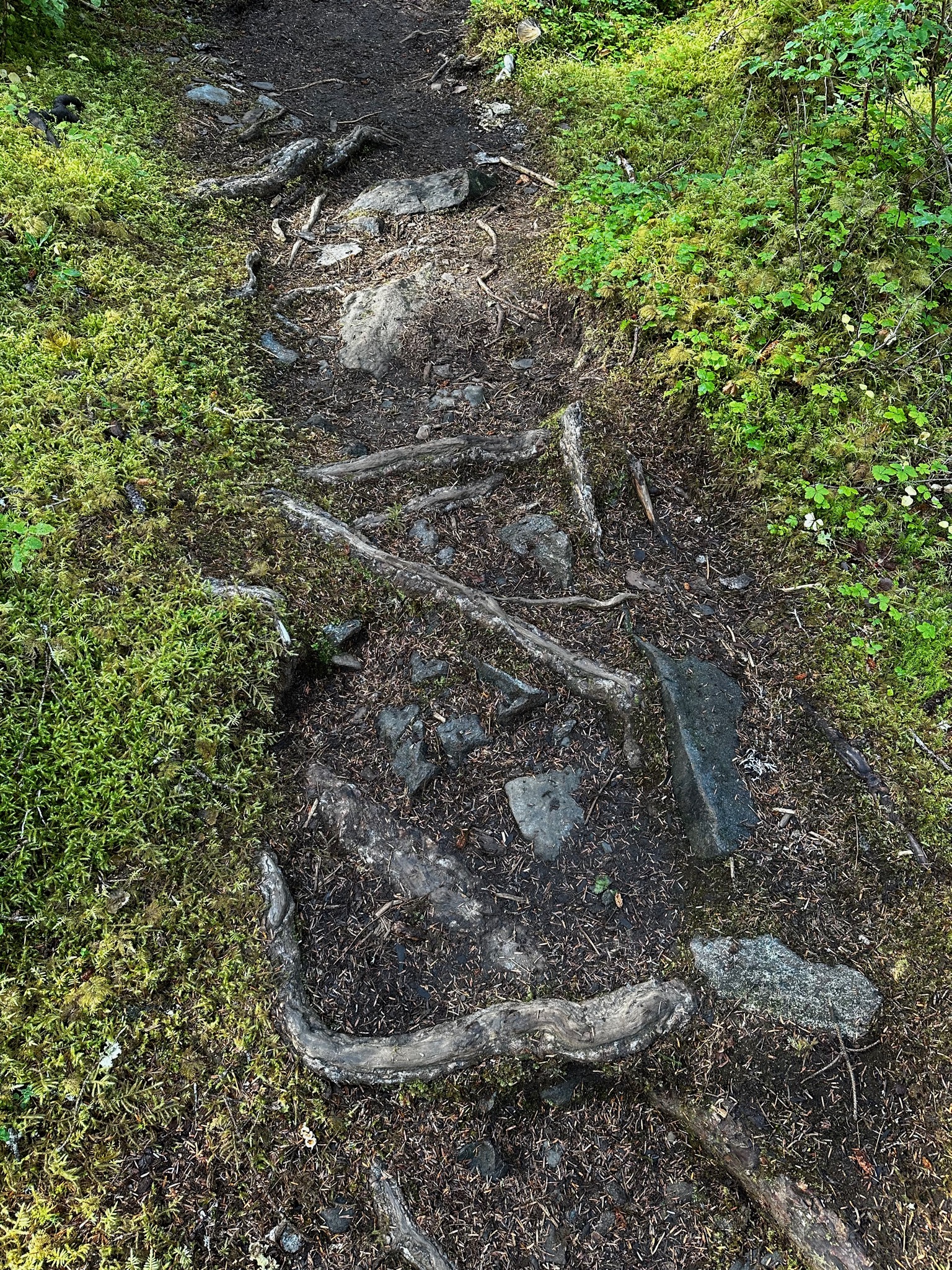 Worst trail ever @ Bartlett River Trail/Glacier Bay National Park and Preserve Headquarters, 1 Park Rd, Gustavus, AK 99826, USA