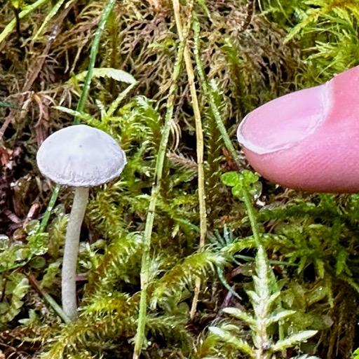 Teeniest mushroom... Dan's finger for scale/
		    Glacier Bay National Park and Preserve Headquarters, 1 Park Rd, Gustavus, AK 99826, USA