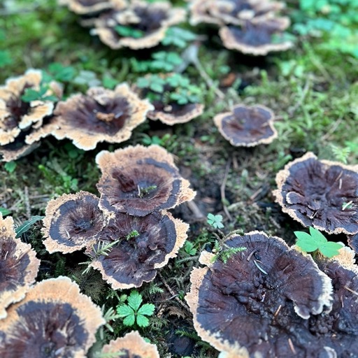 Weirdo mushroom, Forest Trail/
		    