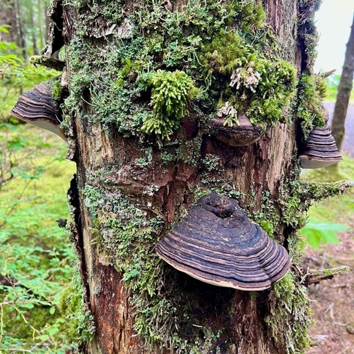 More weirdo mushrooms, Campground Trail/
		    
