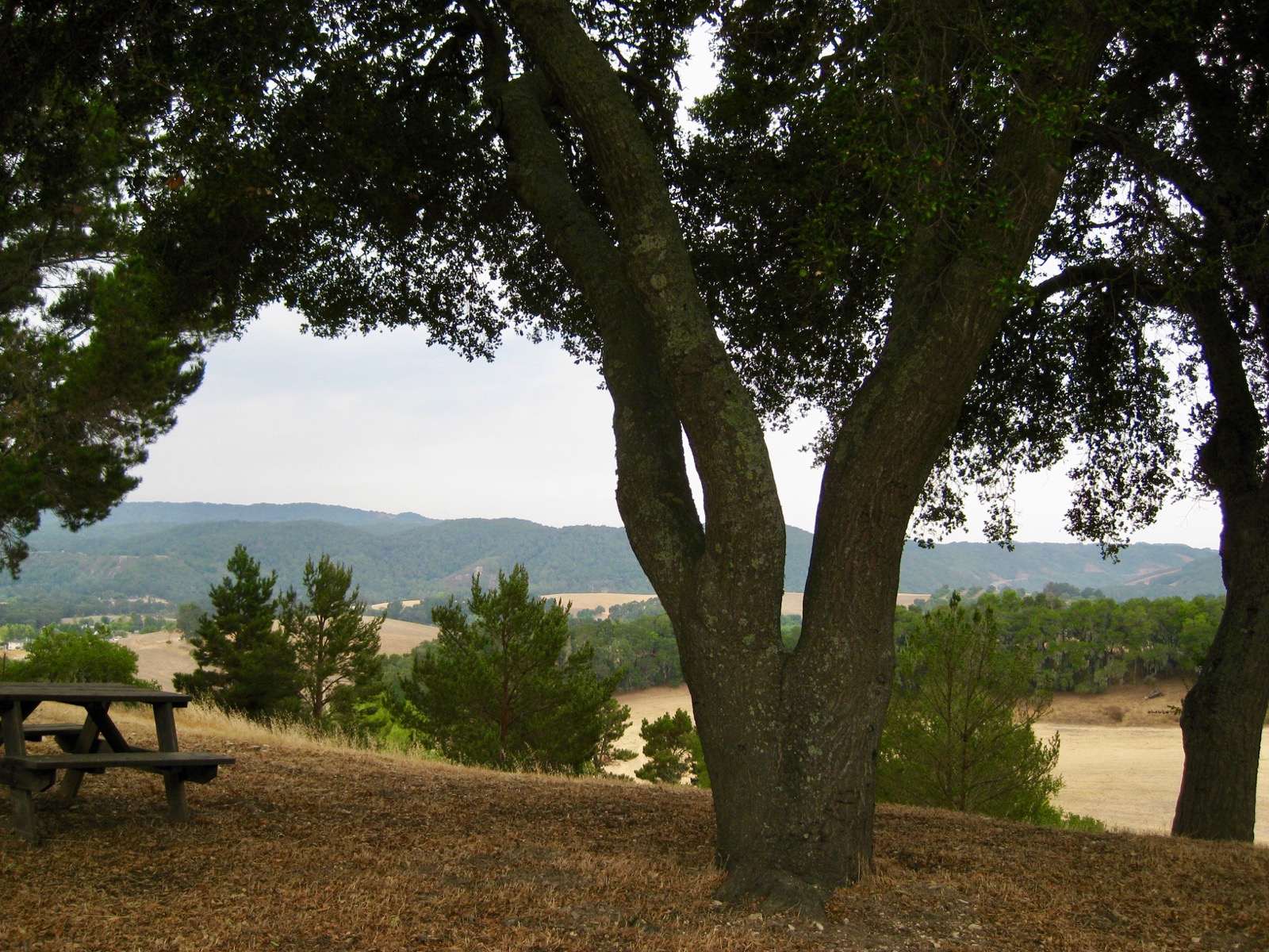 Southwest: From behind the wedding trees/