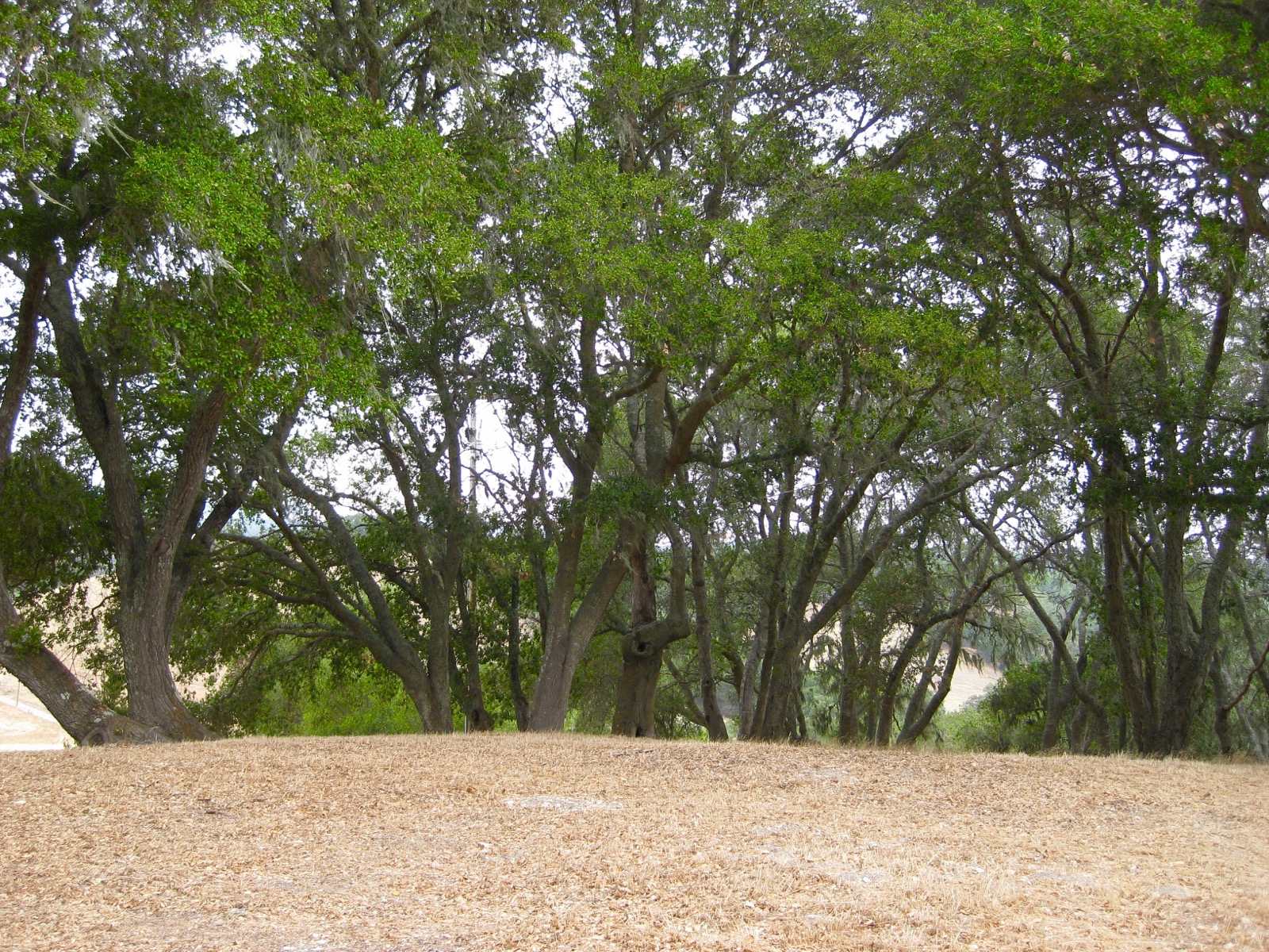 North: to enchanted forest/