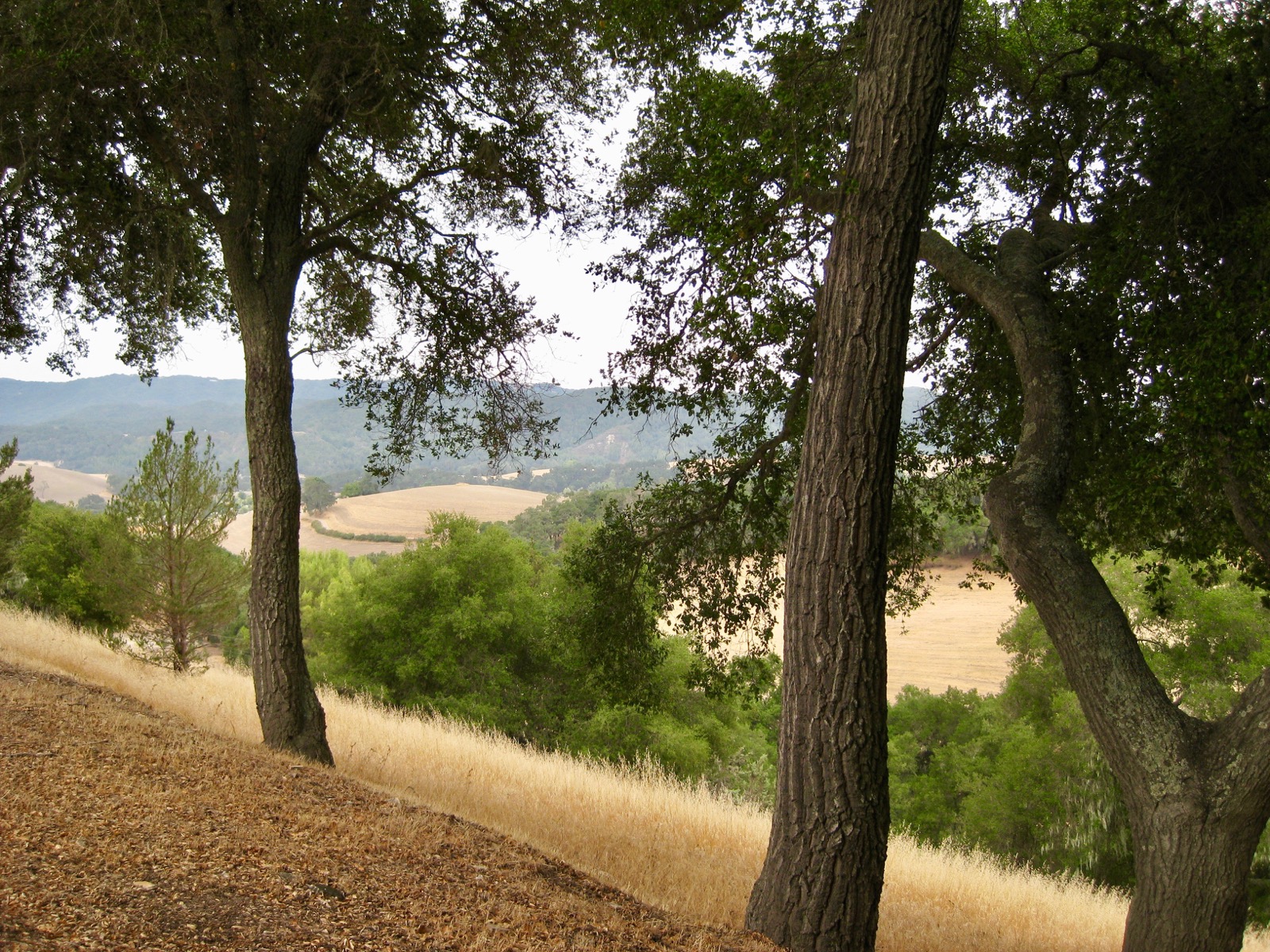 Southwest: From the enchanted forest/