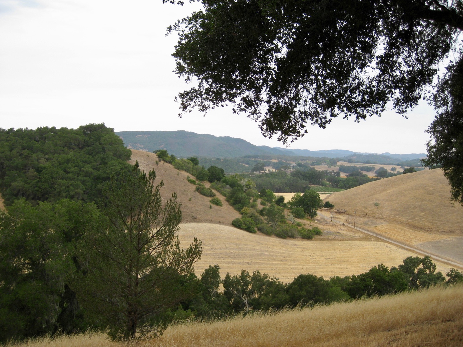 Northwest: From wedding trees/