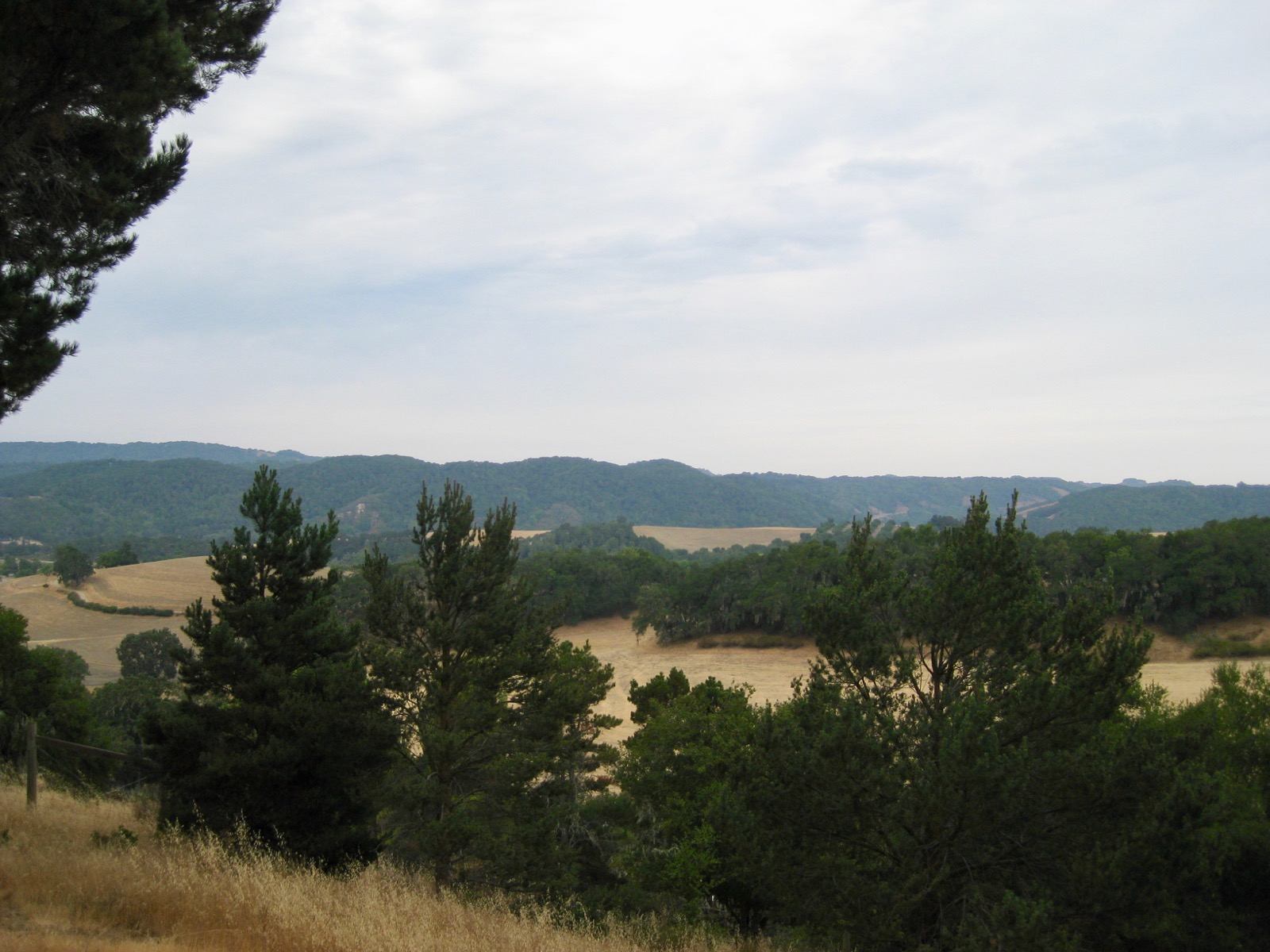 Southwest: From between wedding trees/